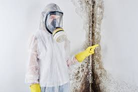 Environmental Consulting for Mold Prevention in Morton, IL